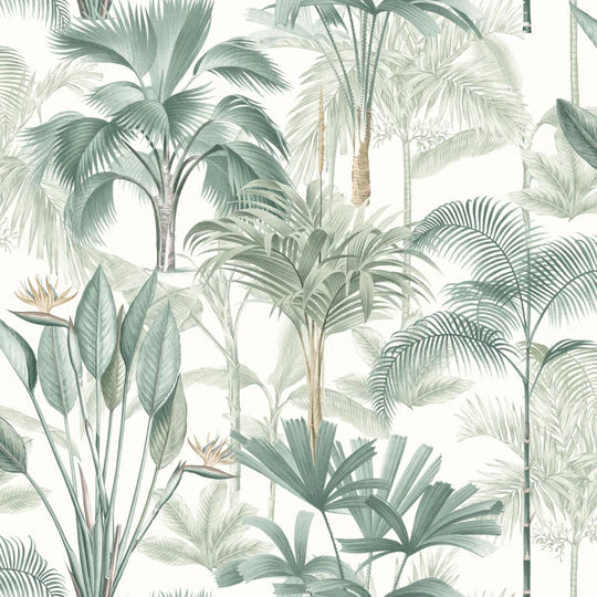 King Palm
